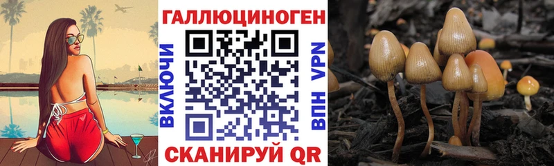 Купить где  Котельнич  Галлюциногенные грибы Magic Shrooms 